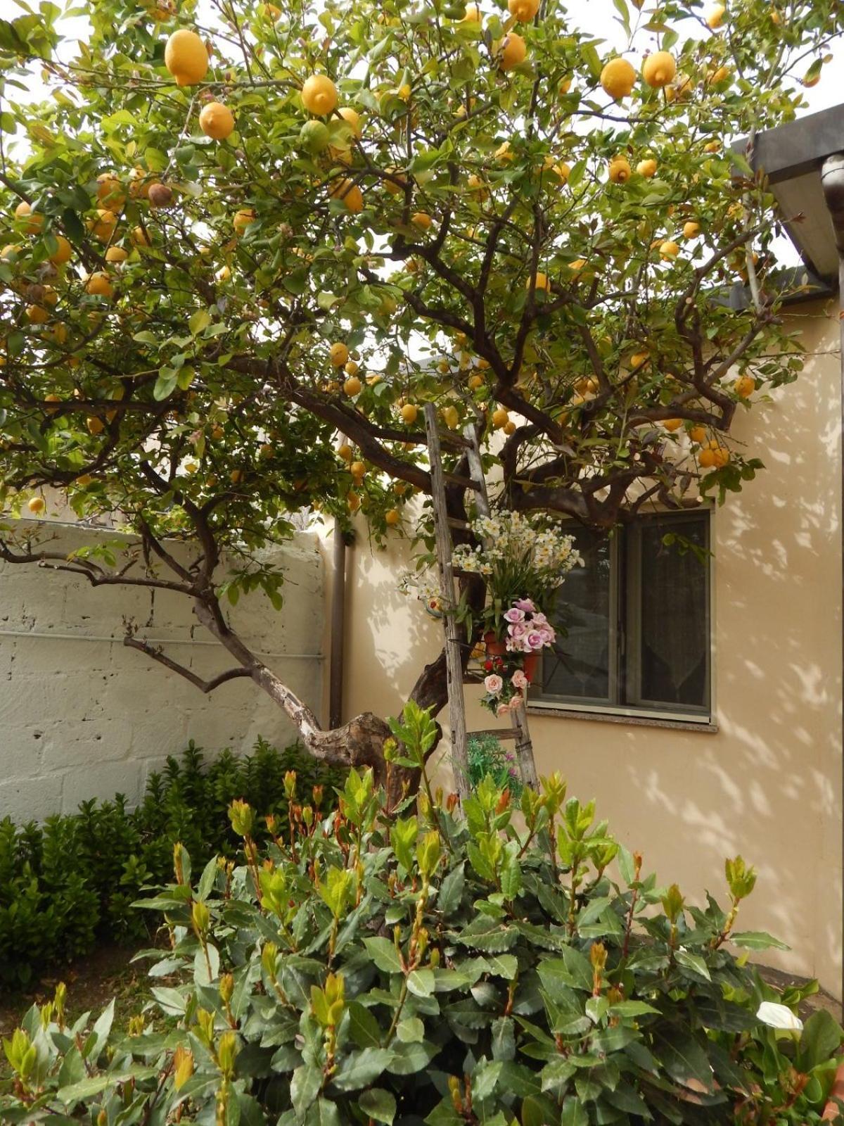 Nel Giardino Di Nunziatina Apartment Syracuse Exterior foto